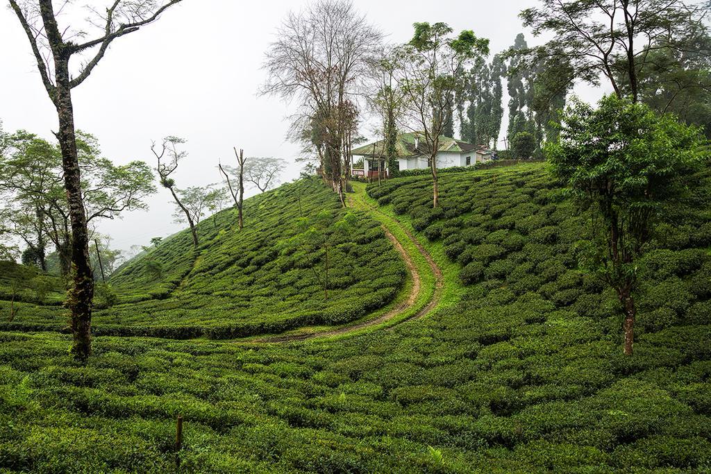 Ging Tea House Casa de hóspedes Darjeeling  Exterior foto